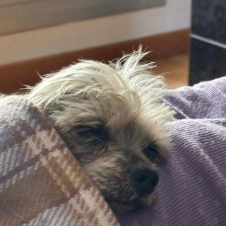 Pipo no quiere salir a la calle