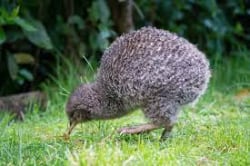Foto de un kiwi