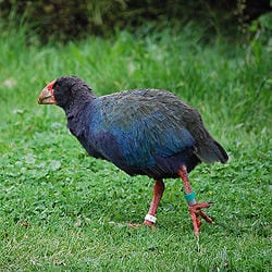 Foto de un takahē