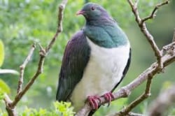 Foto de un kererū
