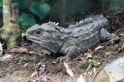 Foto de un tuatara