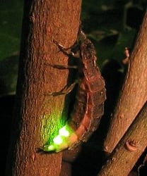 Foto de un luciérnagas