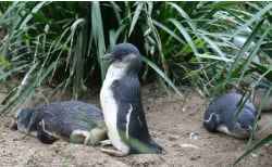 Foto de un pingüino azul