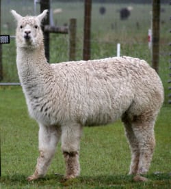 Foto de una alpaca