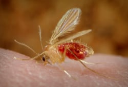 Foto de una sandfly