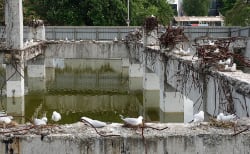 Seagull Pit