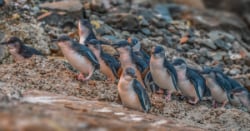 Oamaru Blue Penguin Colony