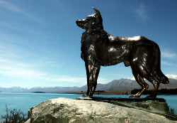 Sheep Dog Memorial