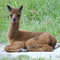 Gem Alpaca Stud